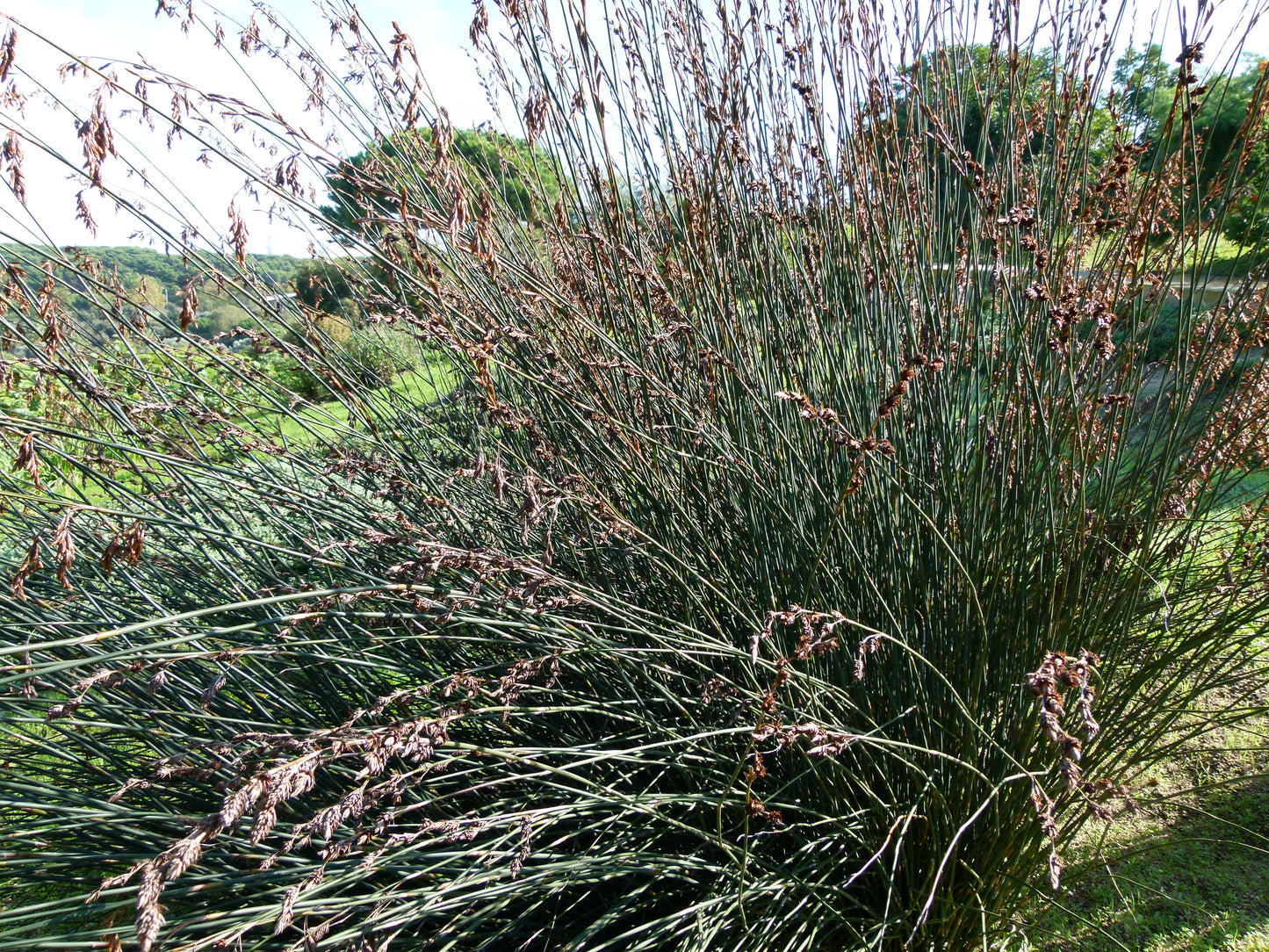 Thamnochortus spicigerus, Large Thatching Reed