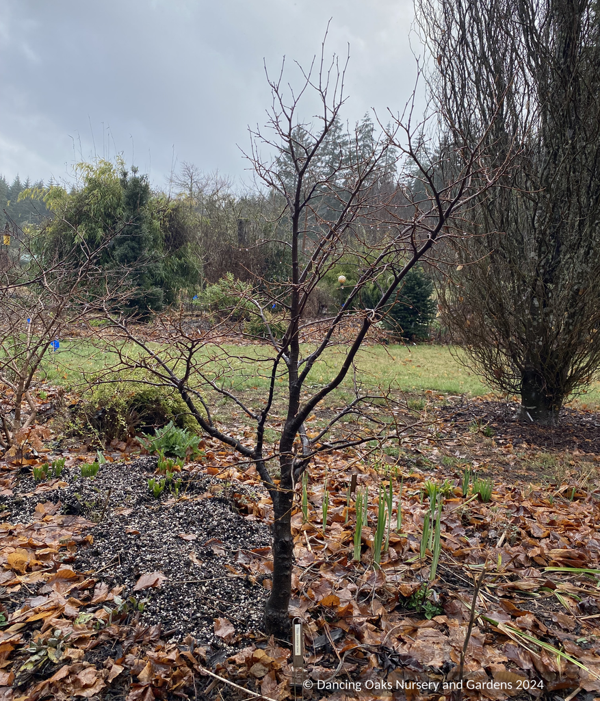 リンゴ Tilia cordata 'Lico', Dwarf Littleleaf Linden, Dwarf Lime Tree