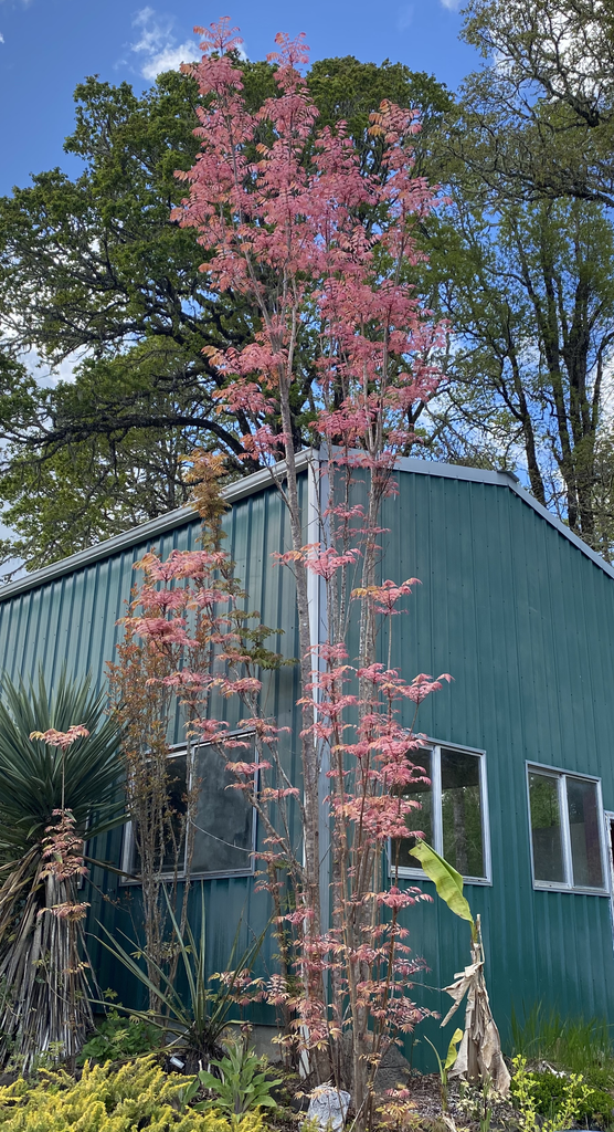 Toona sinensis 'Flamingo', Chinese Mahogany (香椿树切段, 참가