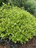 Perennials ~ Tricyrtis formosana 'Autumn Glow', Toad Lily ~ Dancing Oaks Nursery and Gardens ~ Retail Nursery ~ Mail Order Nursery