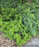 Perennials ~ Tricyrtis formosana 'Autumn Glow', Toad Lily ~ Dancing Oaks Nursery and Gardens ~ Retail Nursery ~ Mail Order Nursery