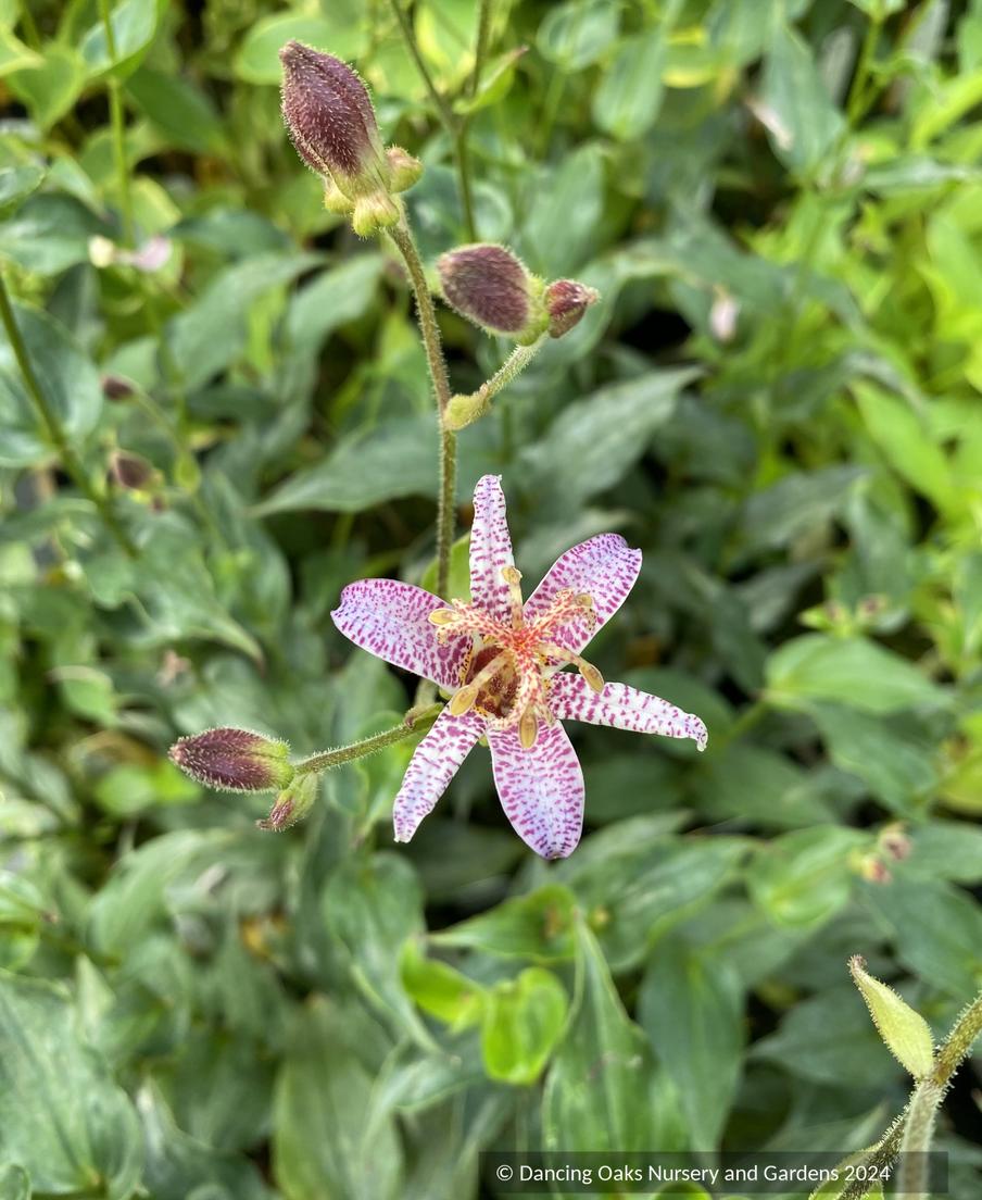 Perennials ~ Tricyrtis lasiocarpa, Toad Lily ~ Dancing Oaks Nursery and Gardens ~ Retail Nursery ~ Mail Order Nursery