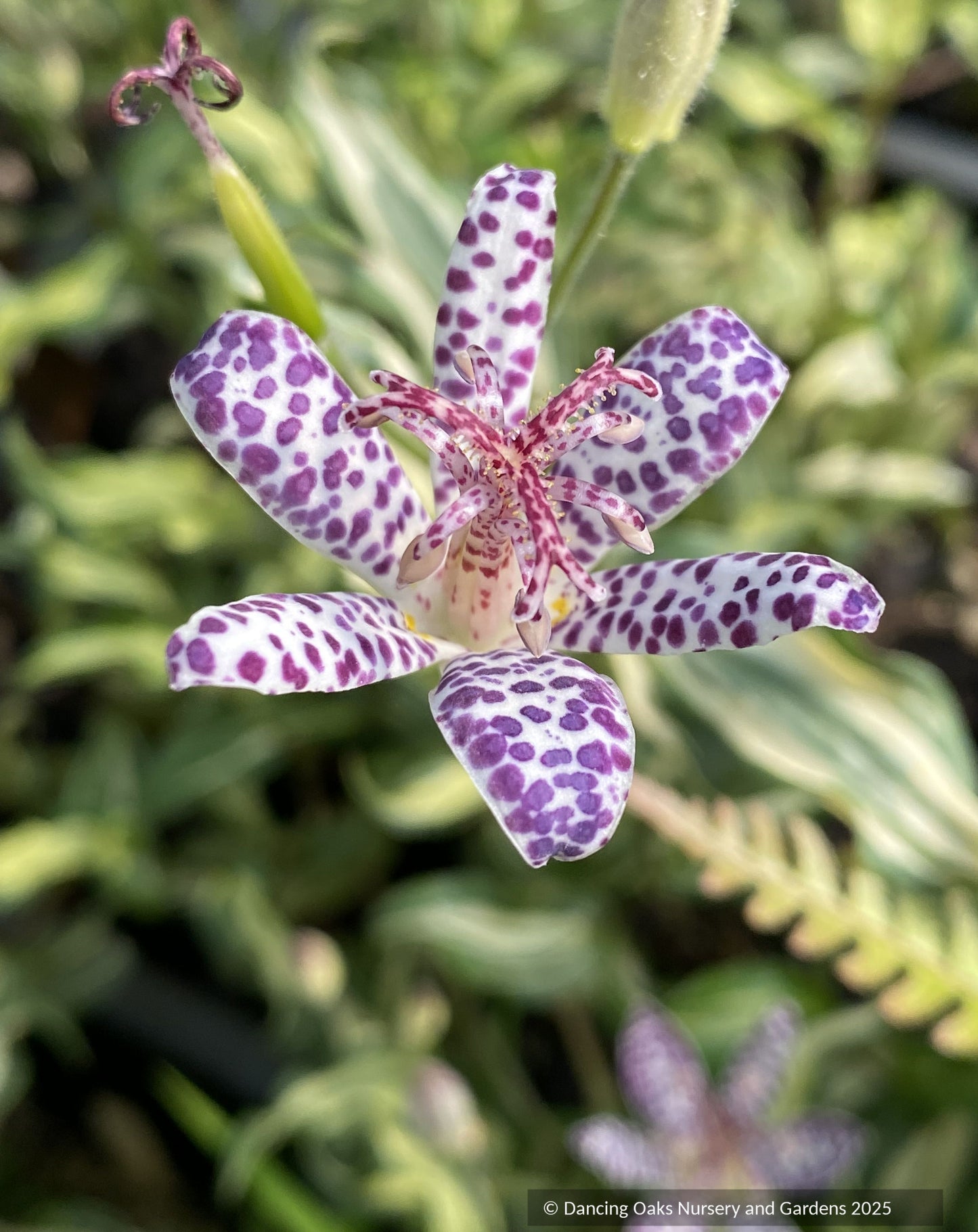 Tricyrtis ssp. - Striped Form, Toad Lily