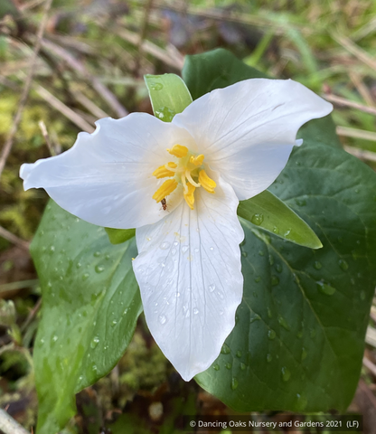 Perennials ~ Trillium ovatum, Wakerobin ~ Dancing Oaks Nursery and Gardens ~ Retail Nursery ~ Mail Order Nursery