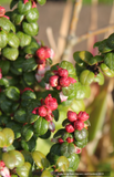 Vaccinium nummularia, Coin Whortleberry, No shipping GA, MI, WA
