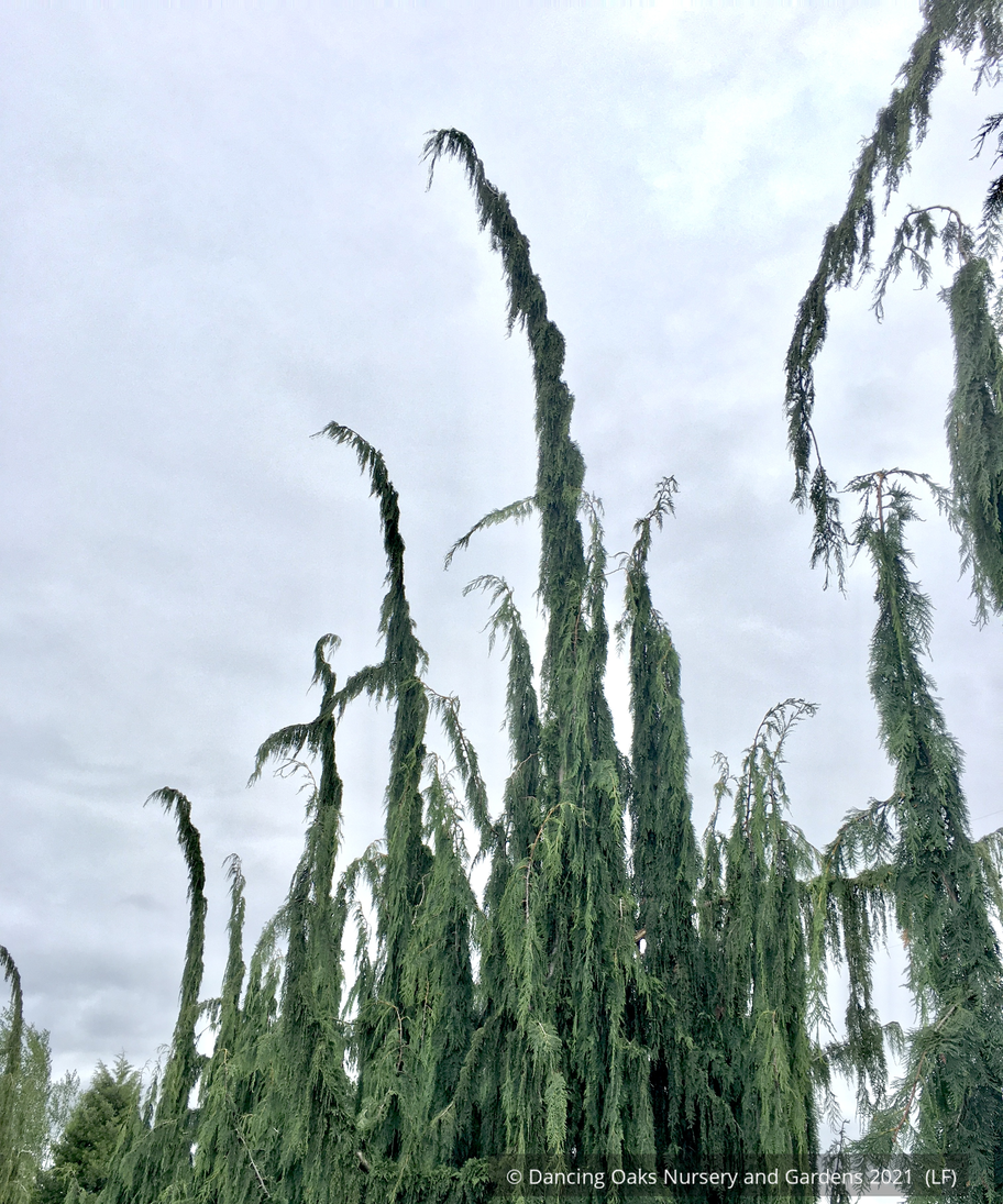 Trees ~ Chamaecyparis (syn. Cupressus) nootkatensis 'Van den Akker', Alaskan Cedar ~ Dancing Oaks Nursery and Gardens ~ Retail Nursery ~ Mail Order Nursery