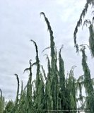 Trees ~ Chamaecyparis (syn. Cupressus) nootkatensis 'Van den Akker', Alaskan Cedar ~ Dancing Oaks Nursery and Gardens ~ Retail Nursery ~ Mail Order Nursery