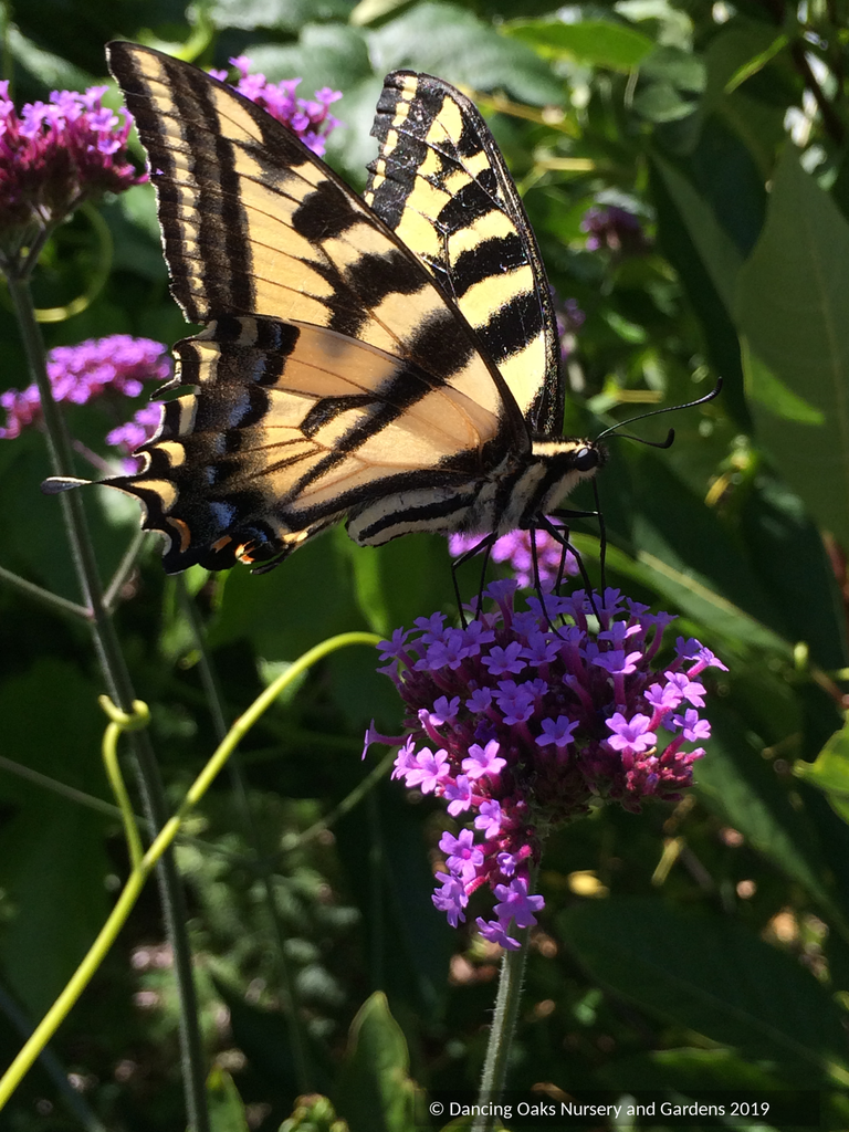 Verbena bonariensis, Tall Verbena or Argentinian Vervain – Dancing Oaks  Nursery and Gardens