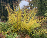 Vernonia missurica, Ironweed