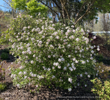 Shrubs ~ Viburnum x juddii, Judd Viburnum ~ Dancing Oaks Nursery and Gardens ~ Retail Nursery ~ Mail Order Nursery