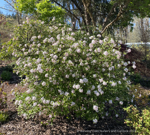 Shrubs ~ Viburnum x juddii, Judd Viburnum ~ Dancing Oaks Nursery and Gardens ~ Retail Nursery ~ Mail Order Nursery
