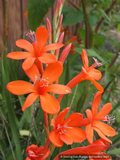 Bulbs & Tubers ~ Watsonia angusta, Bugle Flower ~ Dancing Oaks Nursery and Gardens ~ Retail Nursery ~ Mail Order Nursery