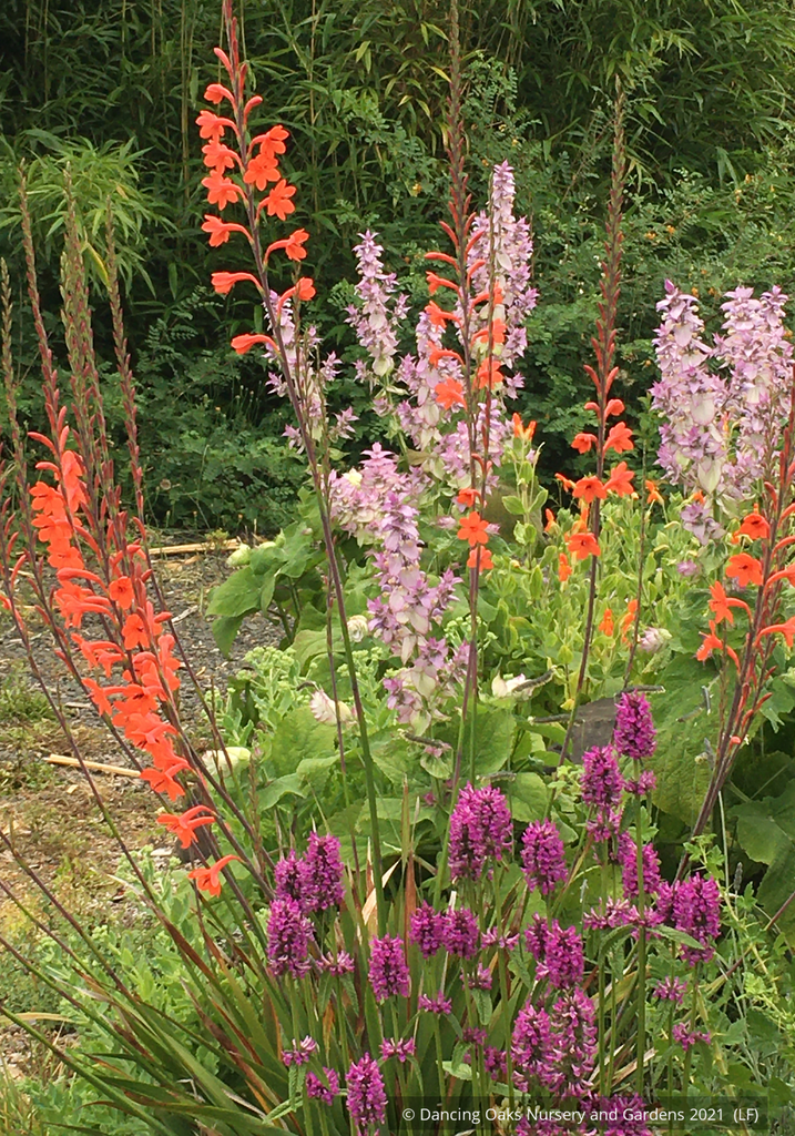 Watsonia angusta, Bugle Flower