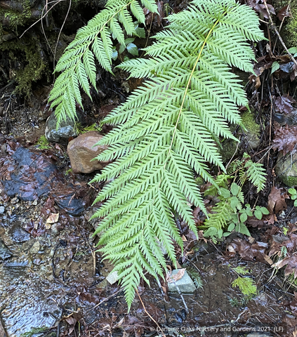 Ferns ~ Woodwardia fimbriata, Giant Western Chain Fern~ Dancing Oaks Nursery and Gardens ~ Retail Nursery ~ Mail Order Nursery