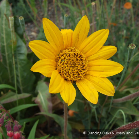 Perennials ~ Wyethia angustifolia, Narrow Leaf Mule's Ear ~ Dancing Oaks Nursery and Gardens ~ Retail Nursery ~ Mail Order Nursery