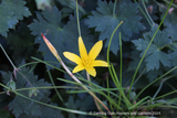 Bulbs & Tubers ~ Zephyranthes flavissima, Rain Lily ~ Dancing Oaks Nursery and Gardens ~ Retail Nursery ~ Mail Order Nursery
