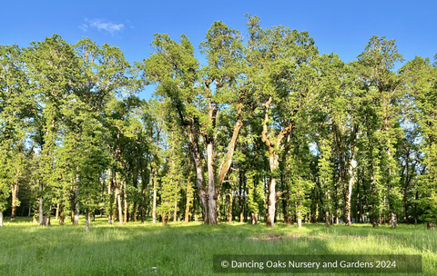 Trees ~ Quercus garryana, Oregon White Oak/Garry Oak ~ Dancing Oaks Nursery and Gardens ~ Retail Nursery ~ Mail Order Nursery