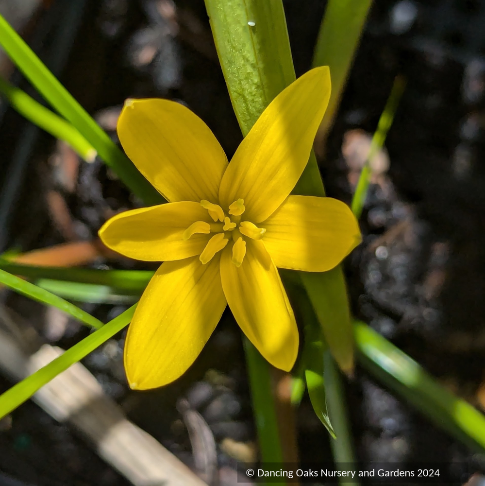 Zephyranthes flavissima, Rain Lily – Dancing Oaks Nursery and Gardens
