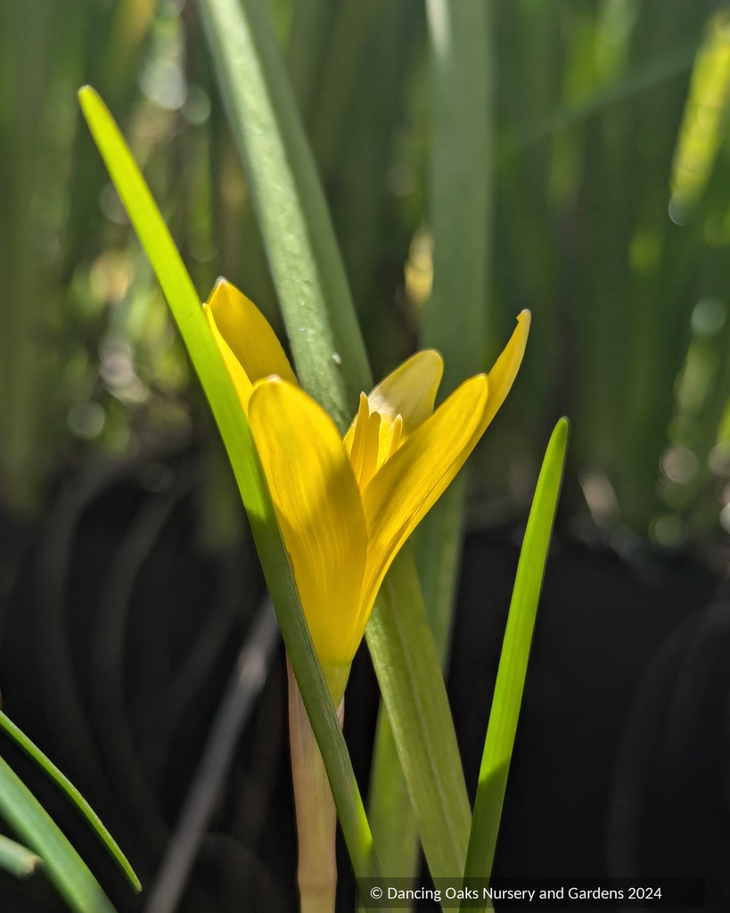 yellow rain lily flower Zephyranthes flavissima, Rain Lily – Dancing Oaks Nursery and Gardens