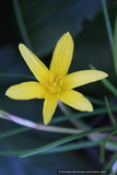 Bulbs & Tubers ~ Zephyranthes flavissima, Rain Lily ~ Dancing Oaks Nursery and Gardens ~ Retail Nursery ~ Mail Order Nursery