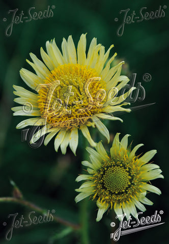 Berkheya radula, South African thistle
