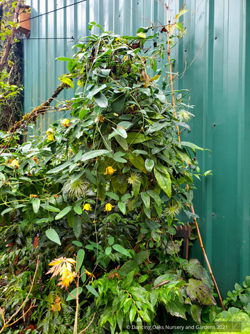 Vines ~ Clematis otophera ~ Dancing Oaks Nursery and Gardens ~ Retail Nursery ~ Mail Order Nursery