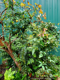 Vines ~ Clematis otophera ~ Dancing Oaks Nursery and Gardens ~ Retail Nursery ~ Mail Order Nursery