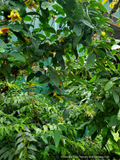 Vines ~ Clematis otophera ~ Dancing Oaks Nursery and Gardens ~ Retail Nursery ~ Mail Order Nursery