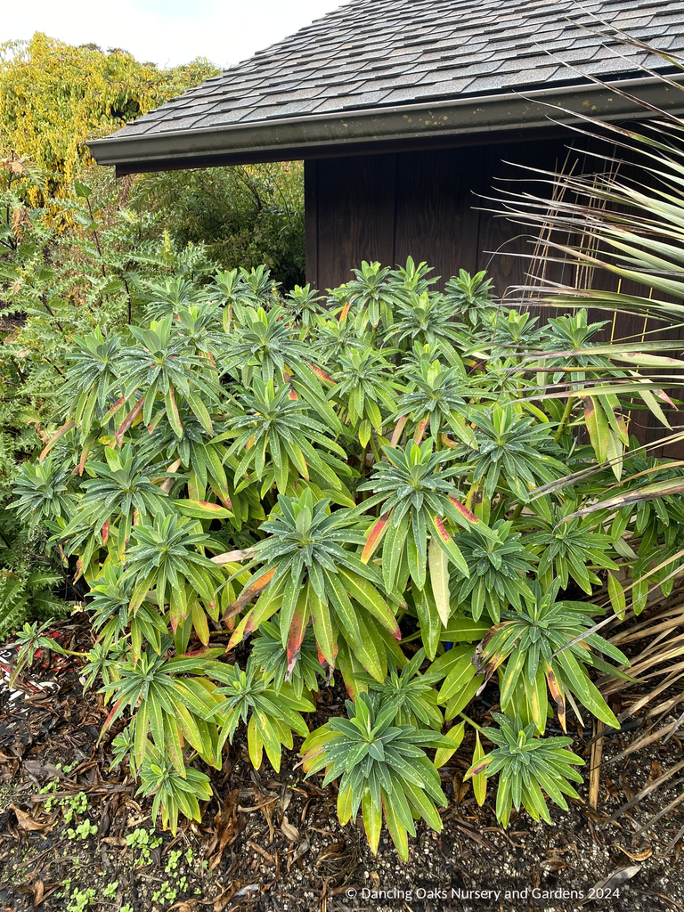 Euphorbia stygiana, Spurge – Dancing Oaks Nursery and Gardens