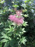 Filipendula rubra 'Venusta', Meadowsweet or Queen of the Prairie