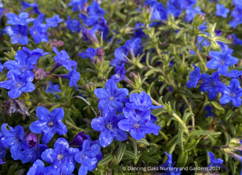 Shrubs ~ Lithodora 'Grace Ward' ~ Dancing Oaks Nursery and Gardens ~ Retail Nursery ~ Mail Order Nursery