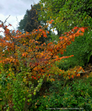 Shrubs ~ Hamamelis x intermedia 'Jelena', Witch Hazel ~ Dancing Oaks Nursery and Gardens ~ Retail Nursery ~ Mail Order Nursery