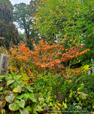 Shrubs ~ Hamamelis x intermedia 'Jelena', Witch Hazel ~ Dancing Oaks Nursery and Gardens ~ Retail Nursery ~ Mail Order Nursery