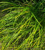 Grasses ~ Ophiopogon clarkei, Himalayan Mondo Grass ~ Dancing Oaks Nursery and Gardens ~ Retail Nursery ~ Mail Order Nursery