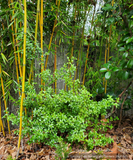 Shrubs ~ Osmanthus delavayi, Sweet Olive ~ Dancing Oaks Nursery and Gardens ~ Retail Nursery ~ Mail Order Nursery