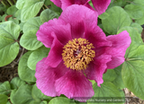 Perennials ~ Paeonia obovata, Obovate Peony ~ Dancing Oaks Nursery and Gardens ~ Retail Nursery ~ Mail Order Nursery