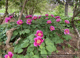 Perennials ~ Paeonia obovata, Obovate Peony ~ Dancing Oaks Nursery and Gardens ~ Retail Nursery ~ Mail Order Nursery