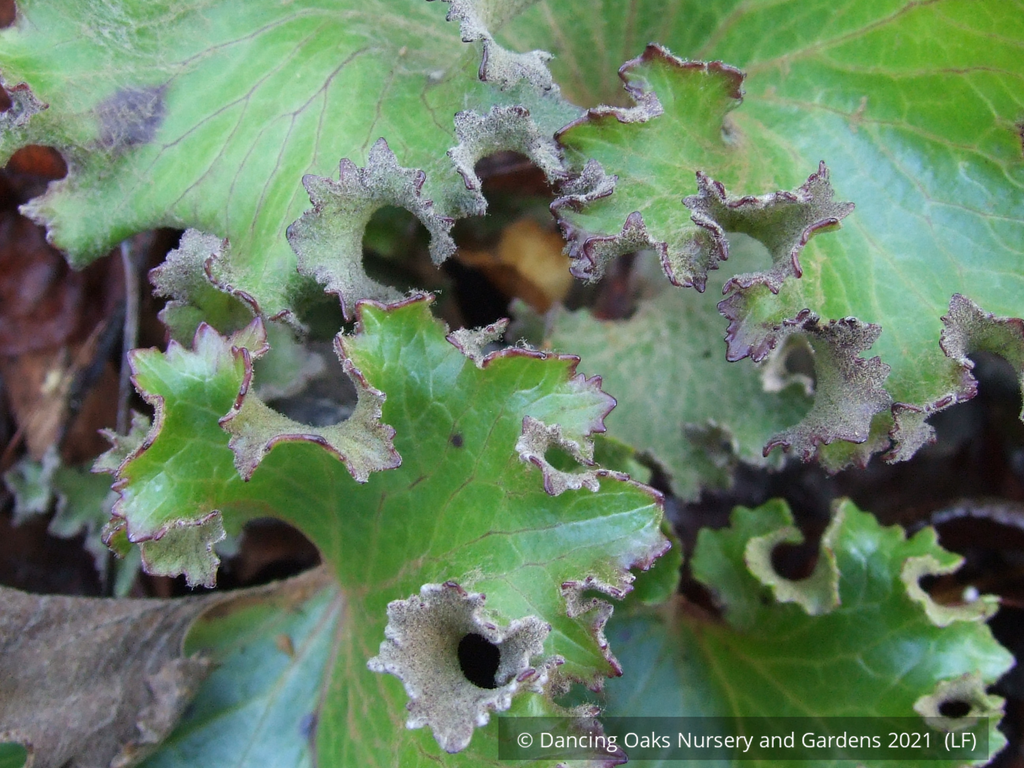 Farfugium japonicum 'Shishi Botan', Crested Ligularia or Parsley Leopa –  Dancing Oaks Nursery and Gardens