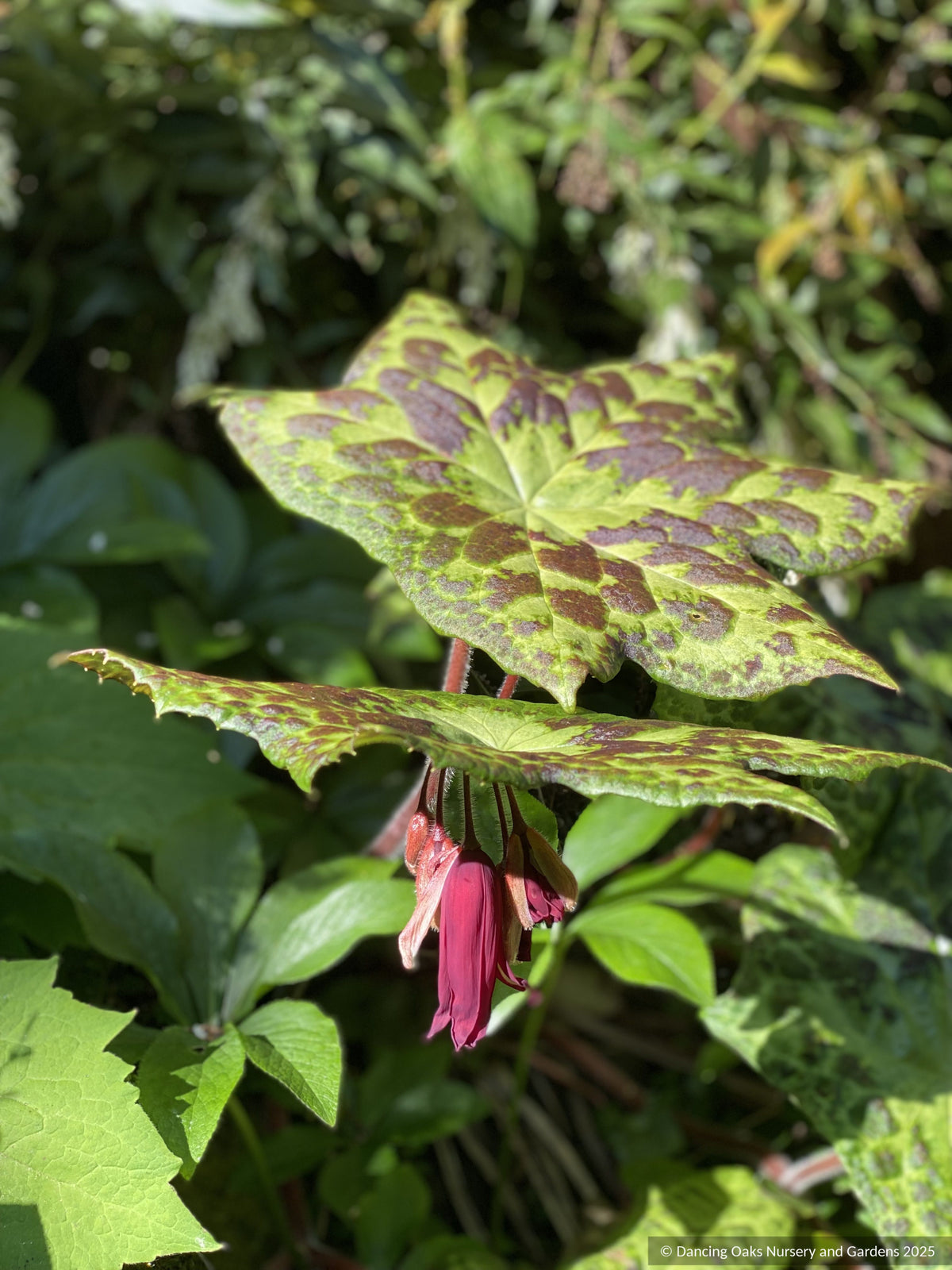 Perennials ~ Podophyllum 'Spotty Dotty' PP17361, Chinese Mayapple ~ Dancing Oaks Nursery and Gardens ~ Retail Nursery ~ Mail Order Nursery