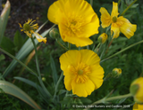 Perennials ~ Ranunculus gramineus (syn. R. granmifolius), Grass Buttercup ~ Dancing Oaks Nursery and Gardens ~ Retail Nursery ~ Mail Order Nursery