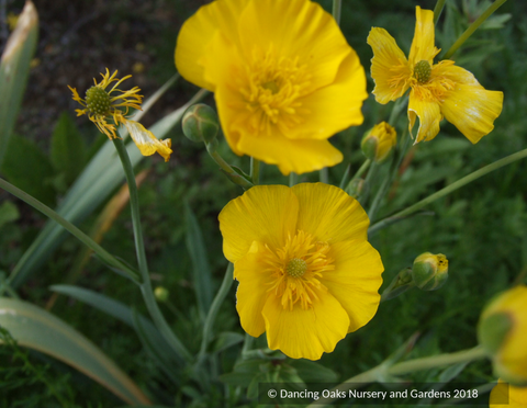 Perennials ~ Ranunculus gramineus (syn. R. granmifolius), Grass Buttercup ~ Dancing Oaks Nursery and Gardens ~ Retail Nursery ~ Mail Order Nursery