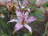 Perennials ~ Tricyrtis 'Woodland', Toad Lily ~ Dancing Oaks Nursery and Gardens ~ Retail Nursery ~ Mail Order Nursery
