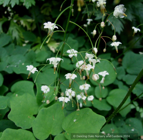 Perennials ~ Vancouveria hexandra, Insideout Flower or Duck's Foot ~ Dancing Oaks Nursery and Gardens ~ Retail Nursery ~ Mail Order Nursery