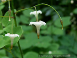Perennials ~ Vancouveria hexandra, Insideout Flower or Duck's Foot ~ Dancing Oaks Nursery and Gardens ~ Retail Nursery ~ Mail Order Nursery
