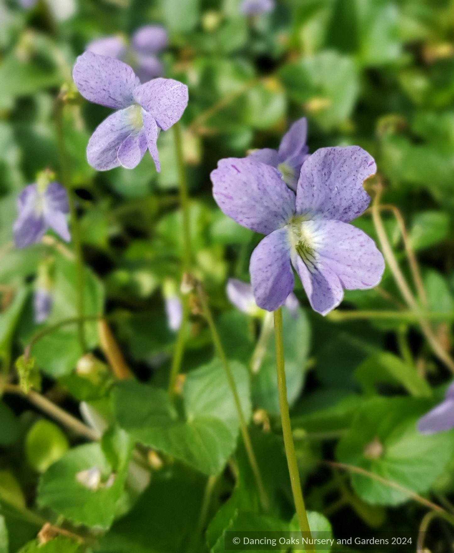 Perennials ~ Viola sororia 'Sorority Sisters', Common Blue Violet ~ Dancing Oaks Nursery and Gardens ~ Retail Nursery ~ Mail Order Nursery