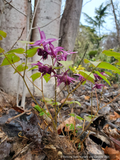 Perennials ~ Epimedium grandiflorum 'Purple Prince' ~ Dancing Oaks Nursery and Gardens ~ Retail Nursery ~ Mail Order Nursery