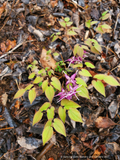Perennials ~ Epimedium grandiflorum 'Purple Prince' ~ Dancing Oaks Nursery and Gardens ~ Retail Nursery ~ Mail Order Nursery