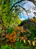 Perennials ~ Lindera angustifolia, Oriental Spicebush ~ Dancing Oaks Nursery and Gardens ~ Retail Nursery ~ Mail Order Nursery
