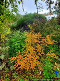 Perennials ~ Lindera angustifolia, Oriental Spicebush ~ Dancing Oaks Nursery and Gardens ~ Retail Nursery ~ Mail Order Nursery
