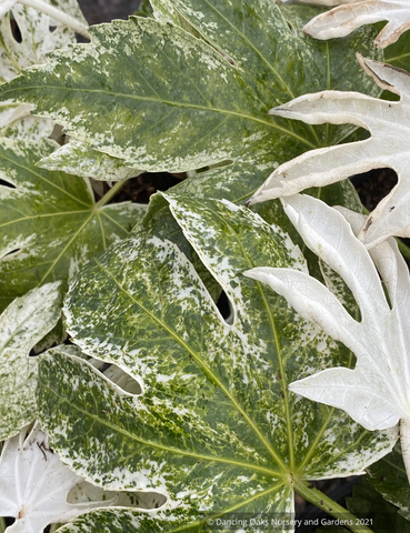 Perennials ~  Fatsia japonica 'Spider's Web', Speckled Japanese Aralia~ Dancing Oaks Nursery and Gardens ~ Retail Nursery ~ Mail Order Nursery